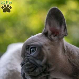 Karis, French Bulldog Puppy